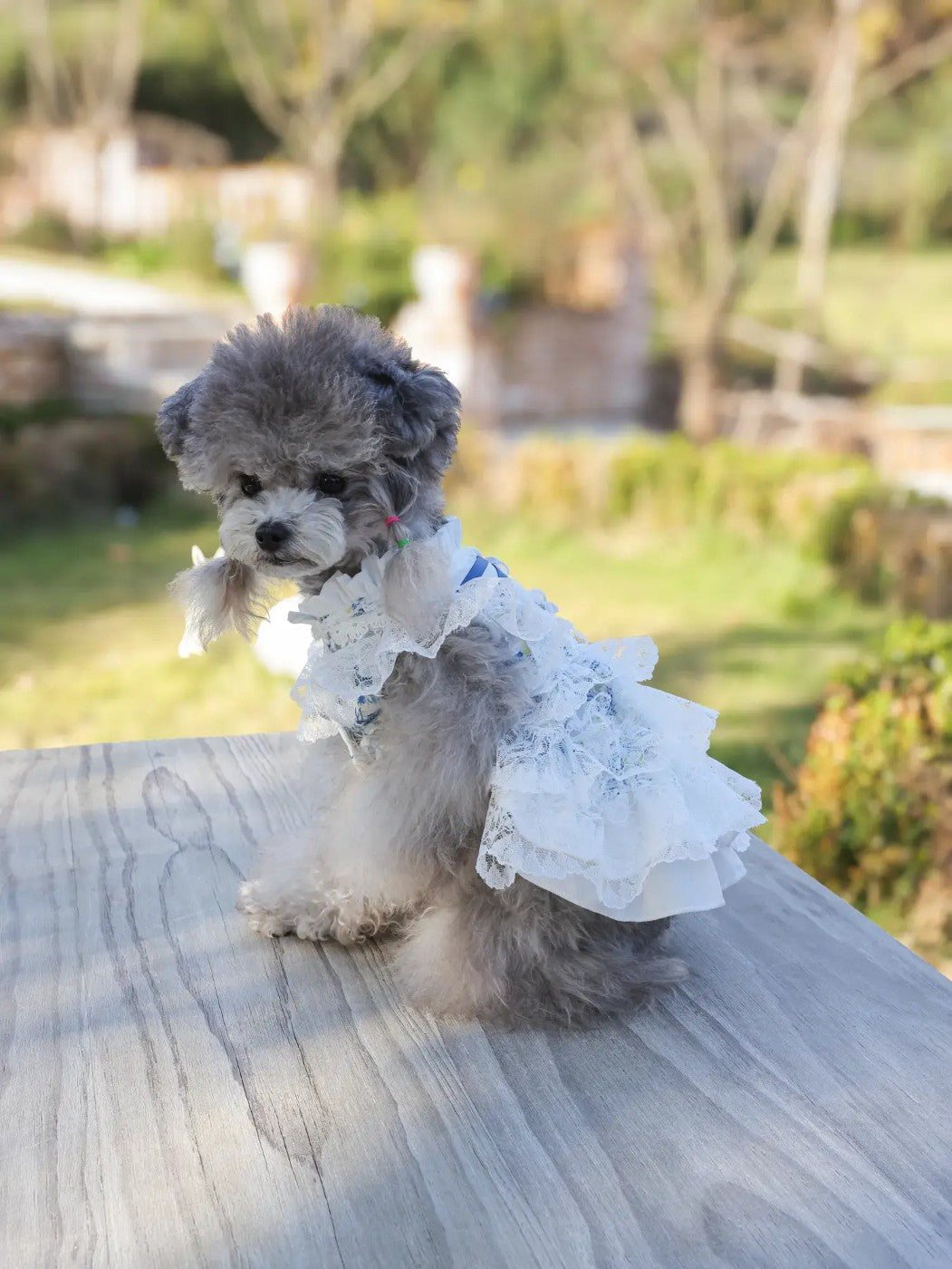 Aurora Shedding-Free Dress – Summer Princess Onesie for Small Dogs, White Court Style