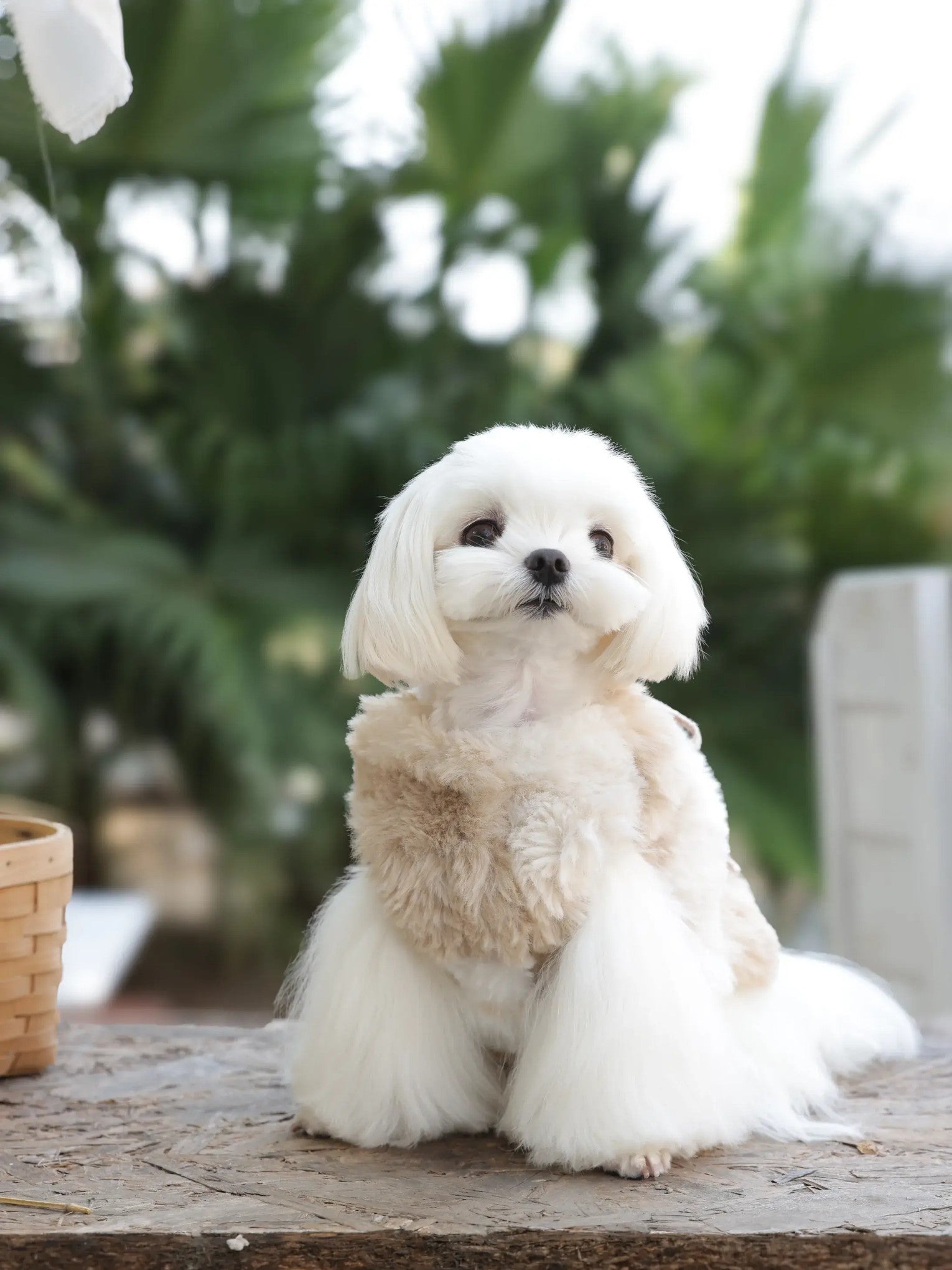 Yuki Whisper Coat – Soft Fleece Korean Style Dog Jacket for Small Dogs