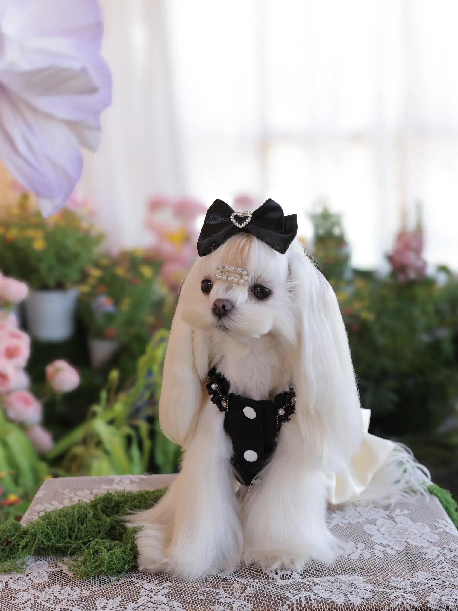Noir Elegance Dress – High-End Lolita Dog Princess Dress for Yorkshire & Small Dogs, Polyester, Black